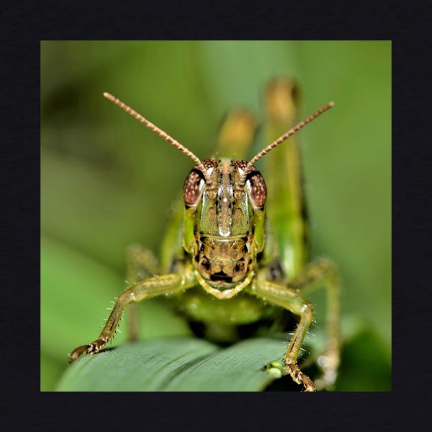 Grasshopper by Rosettemusicandguitar